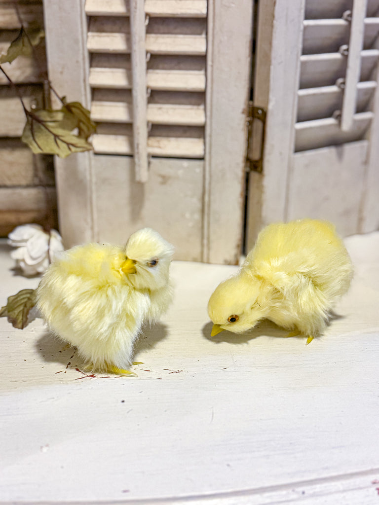 Yellow Fluffy Chick