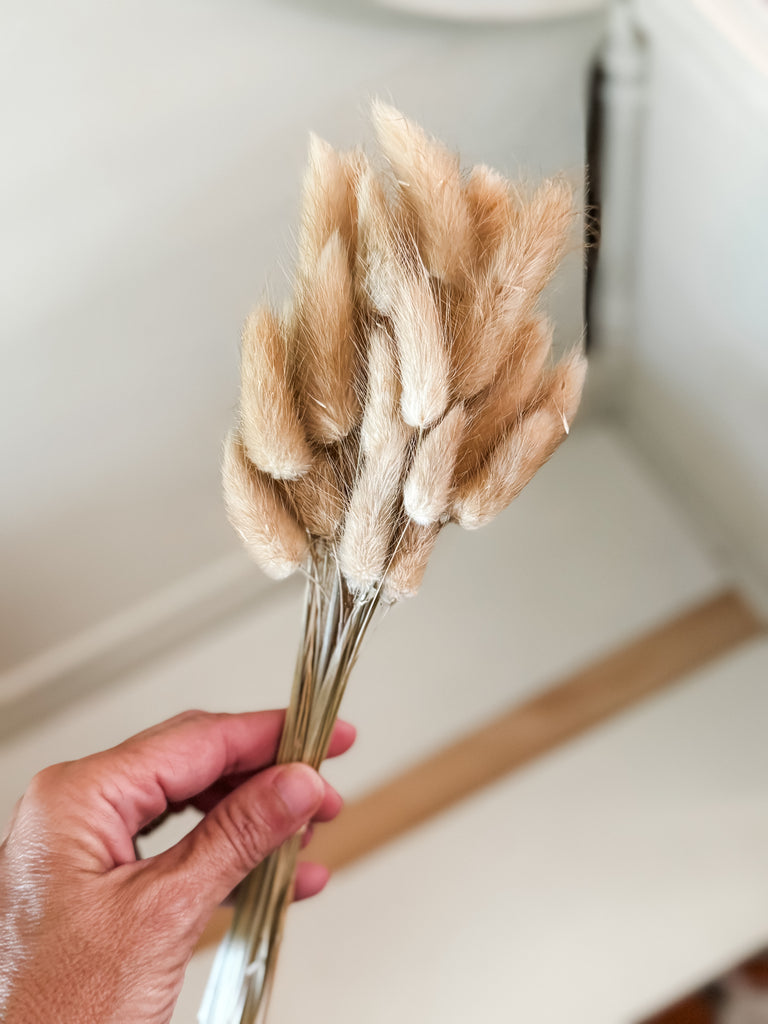 Cat Tail Grass Bunch