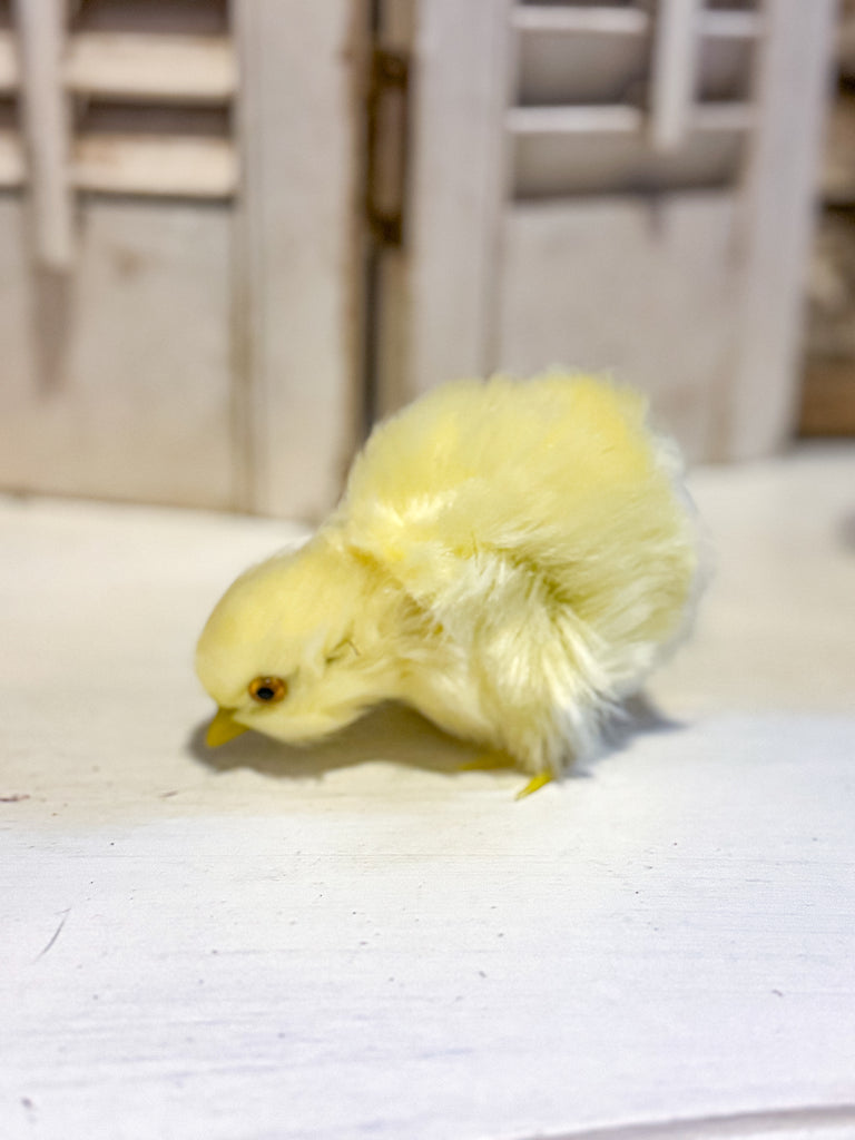 Yellow Fluffy Chick