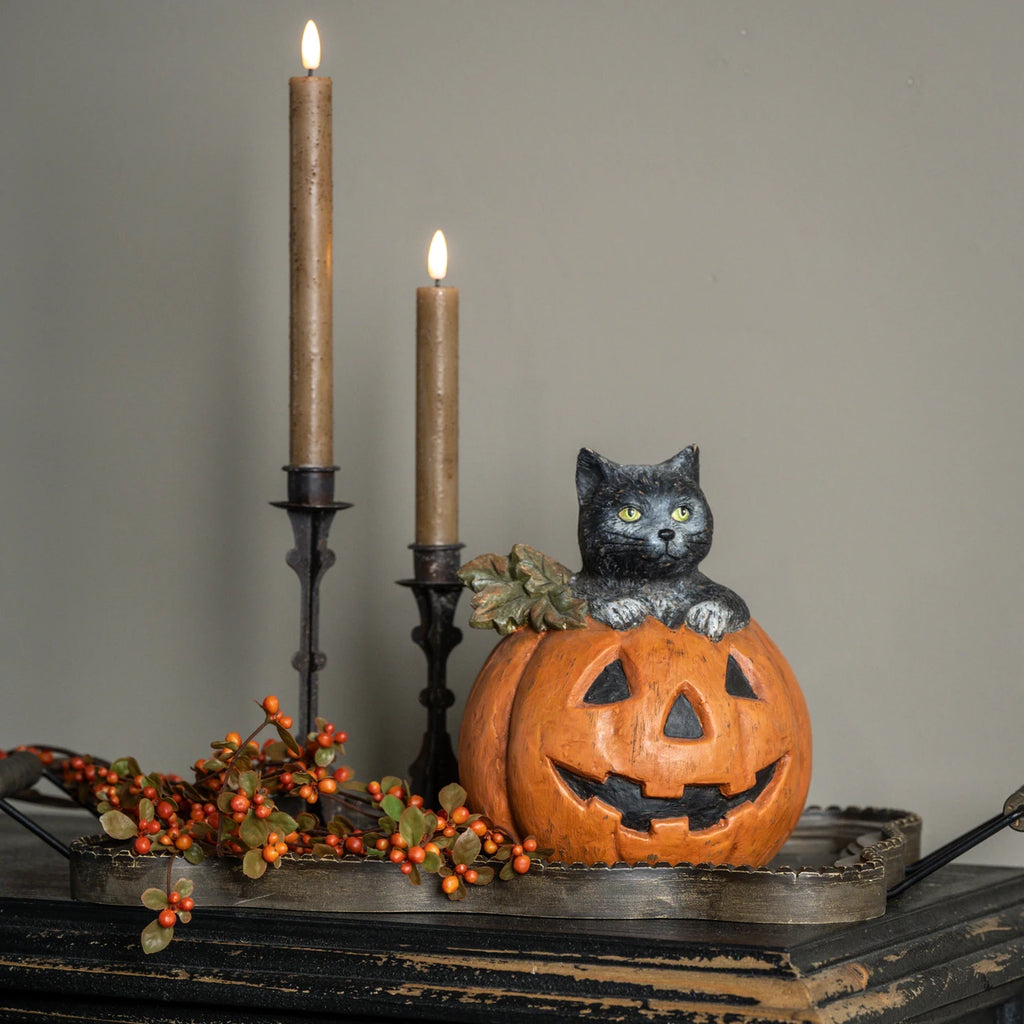 Black Cat in Jack-O-Lantern