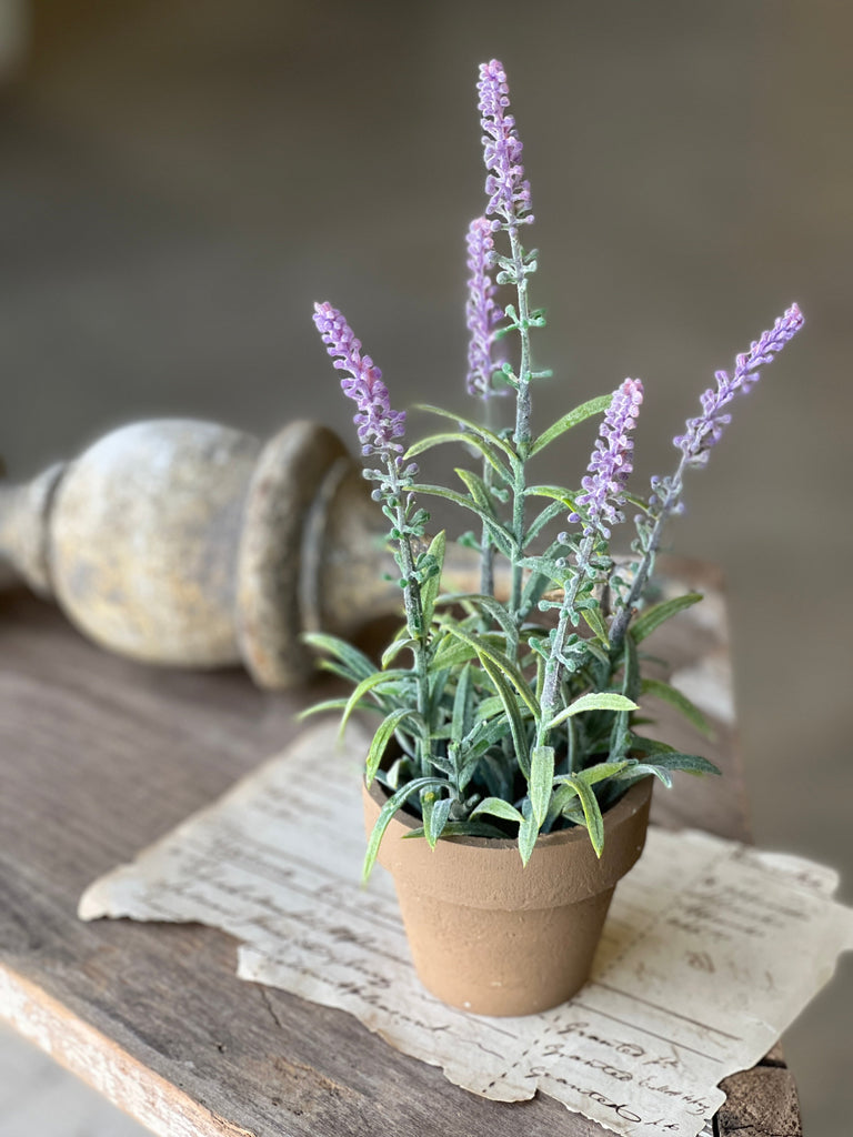 Flowering Lavender Pot