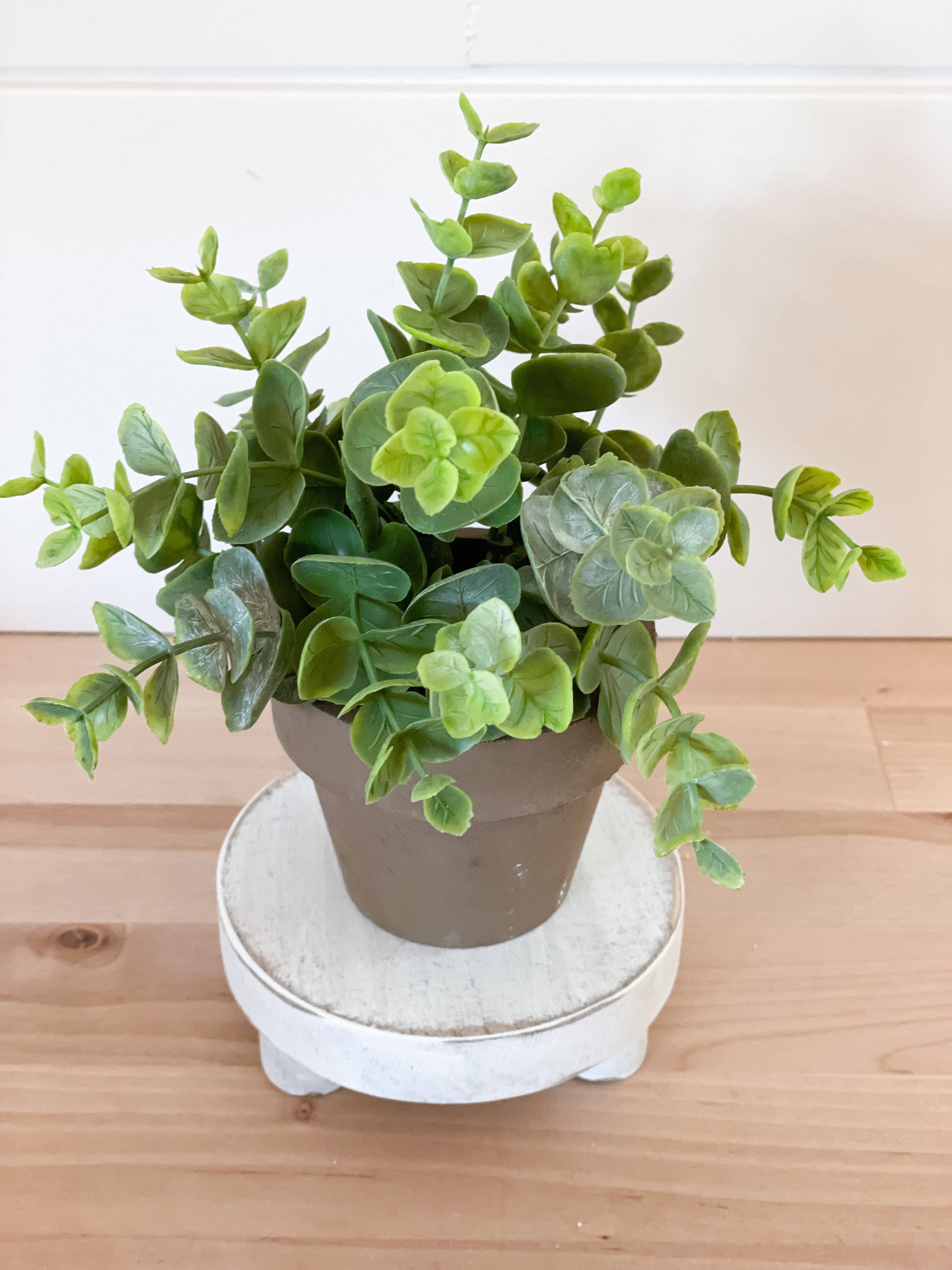 Small potted plant
